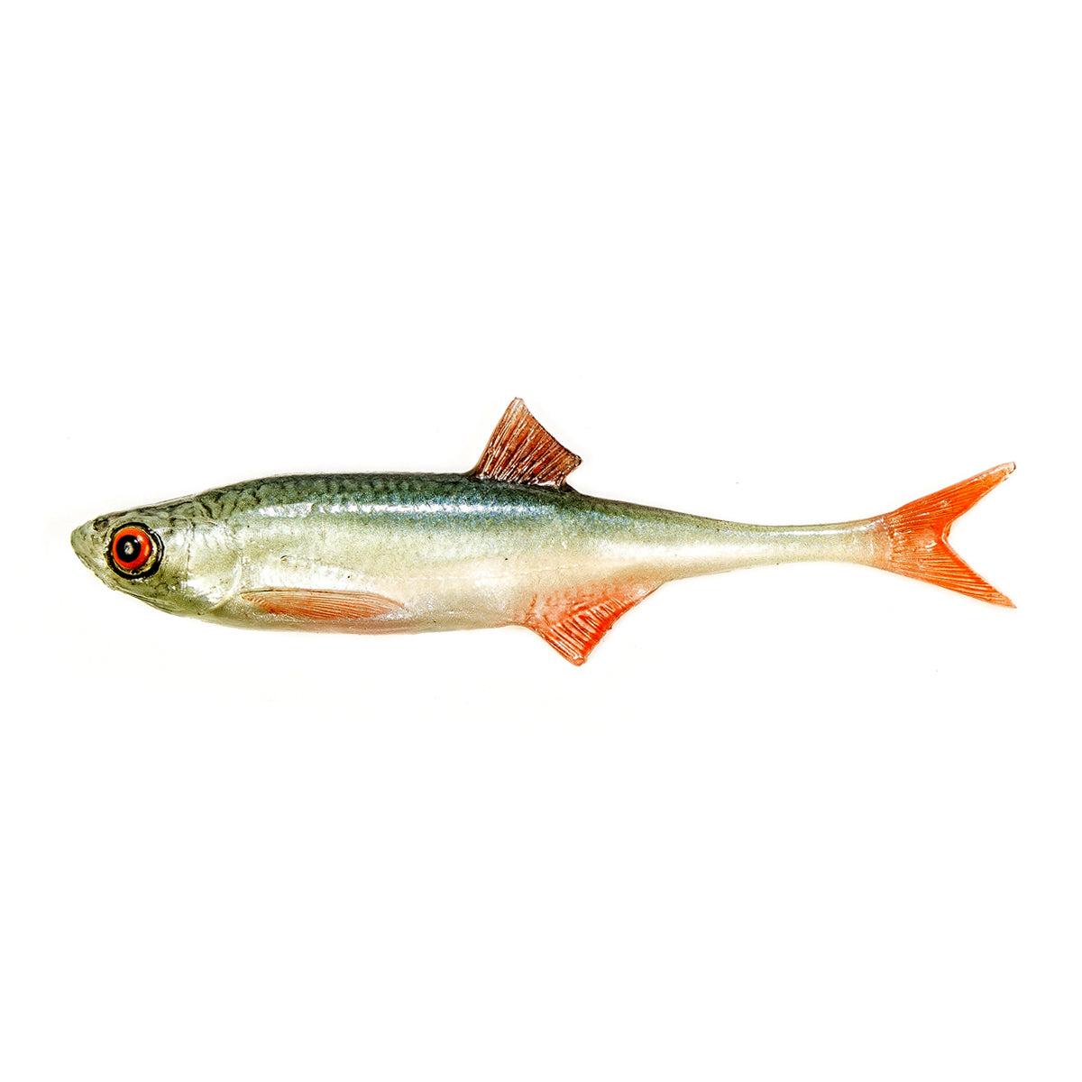 ANGRY LURES Bleak F-Tail cm. 12,5 NOO