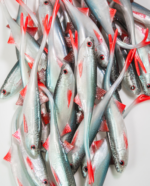 Angry Lures V-Tail cm.12,5 colore NBR