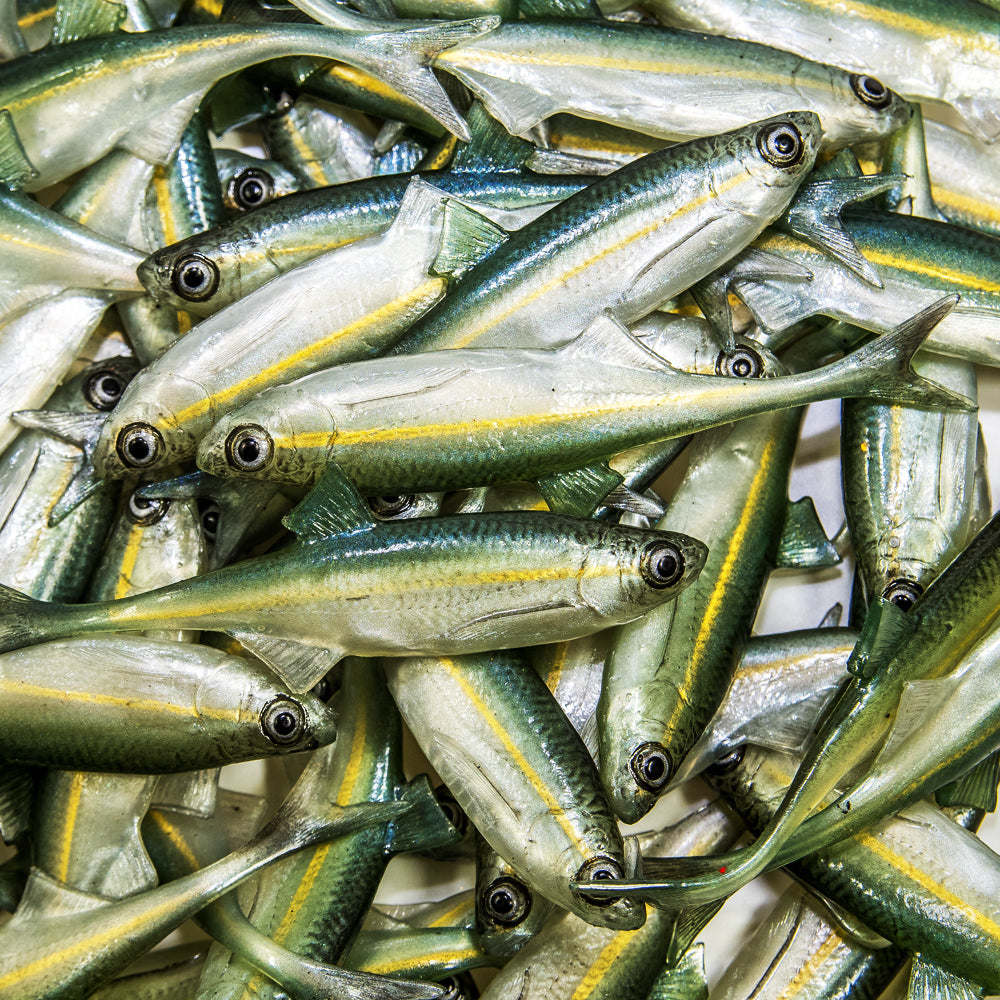 ANGRY LURES Bleak F-Tail cm.10 WGY