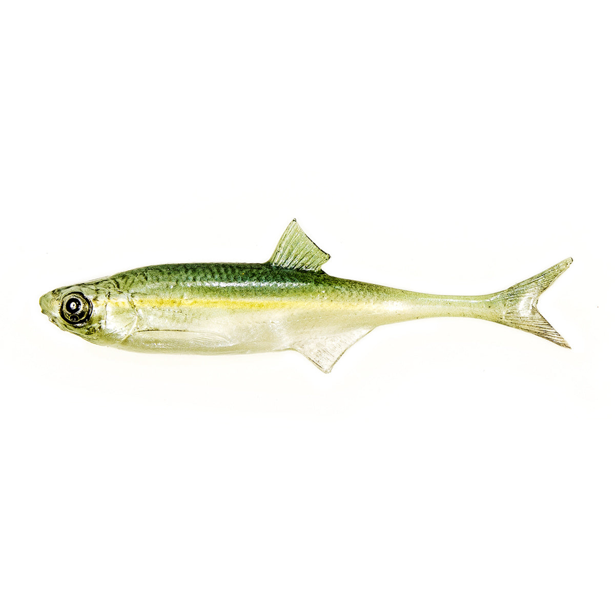 ANGRY LURES Bleak F-Tail cm. 15 WGY