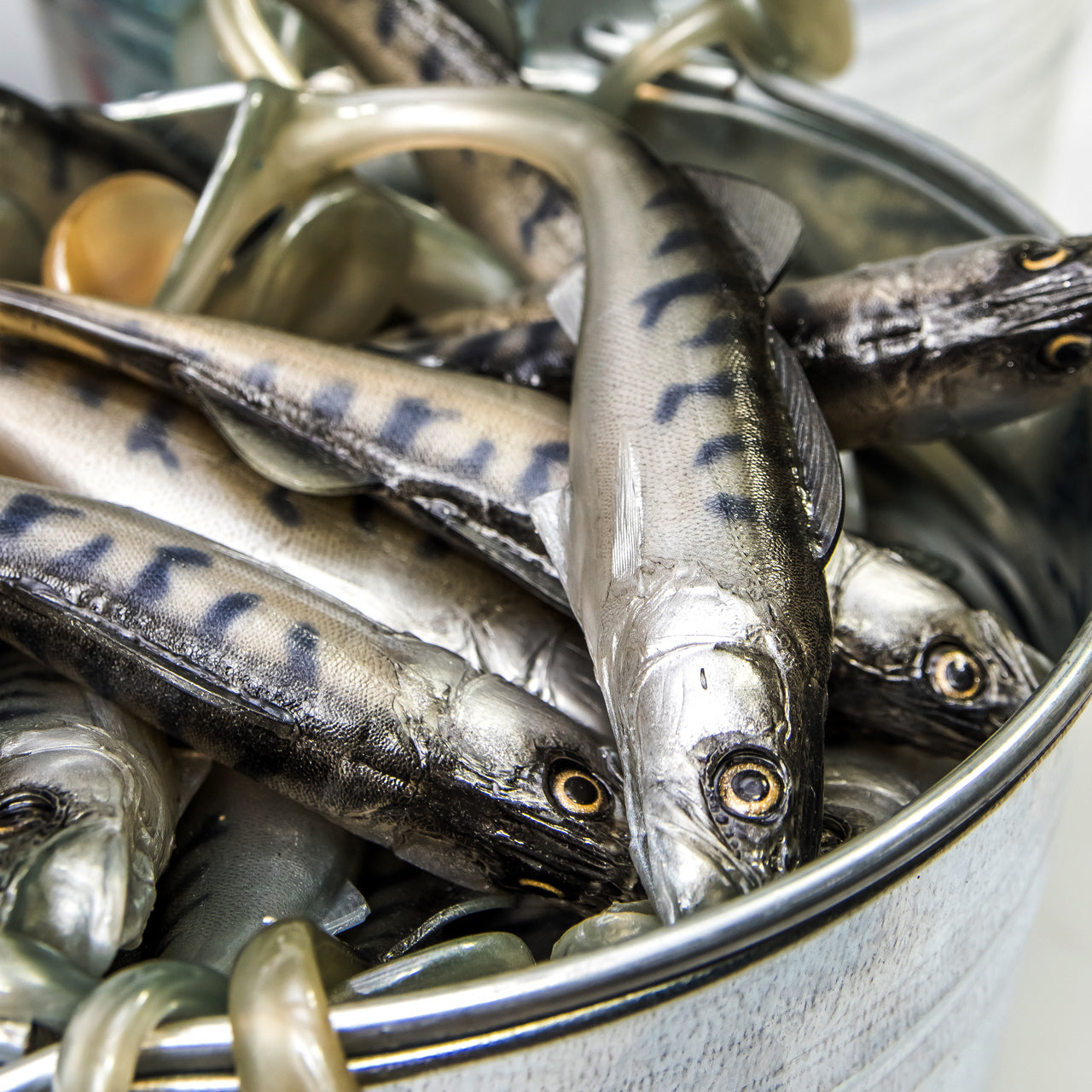 ANGRY LURES Zander cm. 20,5 NO