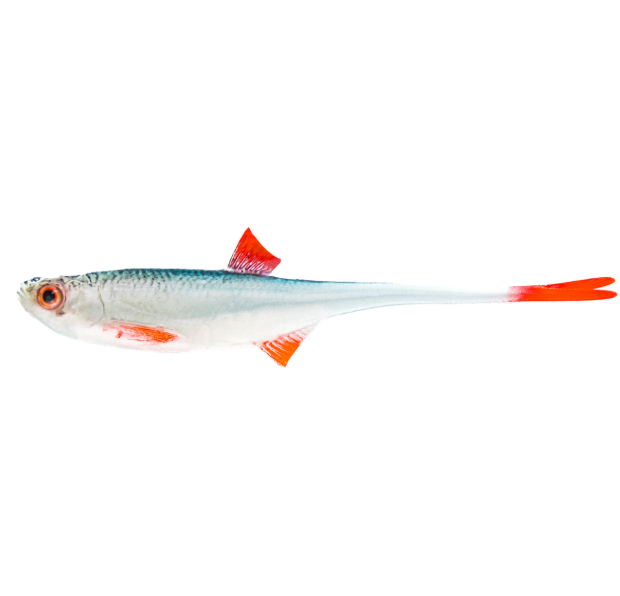 Angry Lures